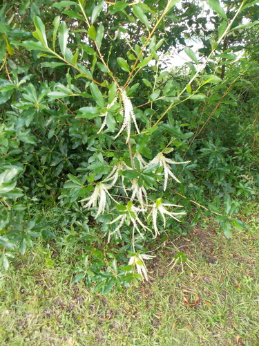 Cyrilla racemiflora (Swamp titi) (alternate view 7)