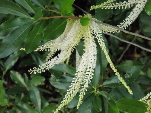 Cyrilla racemiflora (Swamp titi) (alternate view 6)