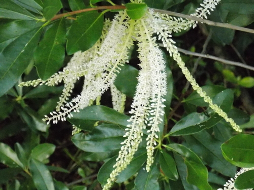 Cyrilla racemiflora (Swamp titi) (alternate view 5)