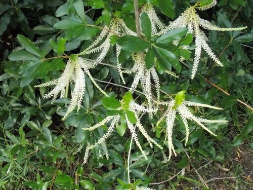 Cyrilla racemiflora (Swamp titi) (alternate view 4)