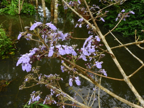 Vitex (Chastetrees) (alternate view 6)