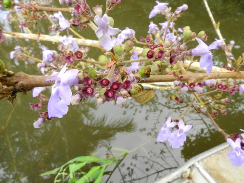 Vitex (Chastetrees) (alternate view 7)
