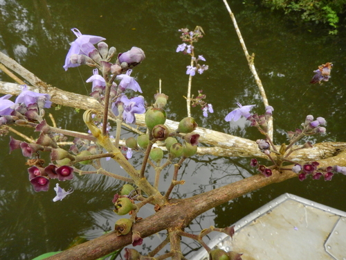 Vitex (Chastetrees) (alternate view 8)