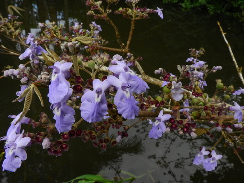 Vitex (Chastetrees) (alternate view 9)