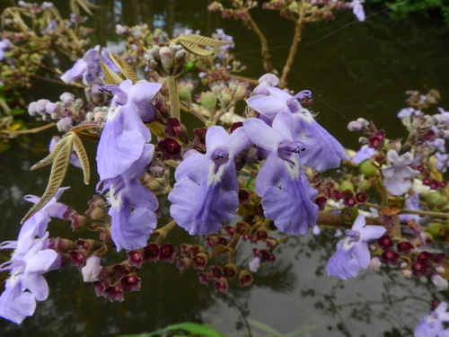 Vitex (Chastetrees) (alternate view 10)