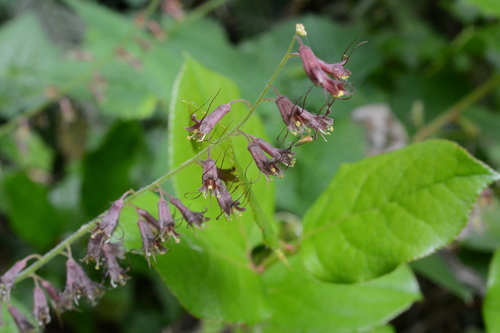 Tolmiea menziesii (piggy-back plant)