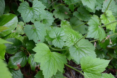 Tolmiea menziesii (piggy-back plant)