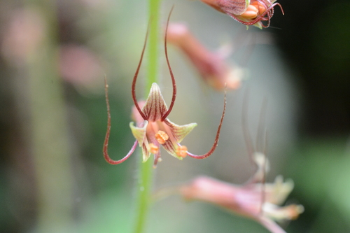 Tolmiea menziesii (piggy-back plant)