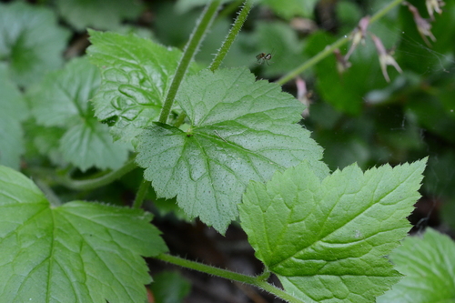 Tolmiea menziesii (piggy-back plant)