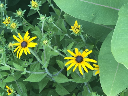 Rudbeckia fulgida var. deamii (Deams Black-Eyed Susan)