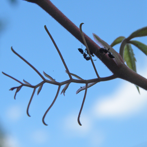 Parthenocissus quinquefolia (Virginia creeper) (alternate view 4)