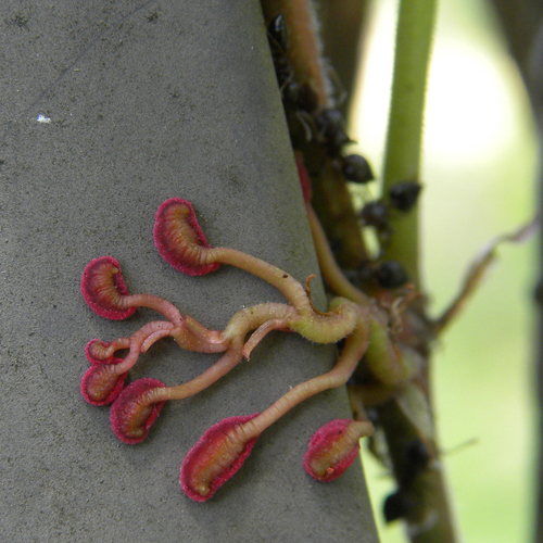Parthenocissus quinquefolia (Virginia creeper) (alternate view 5)