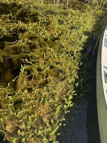 Myriophyllum (Milfoils) (alternate view 6)