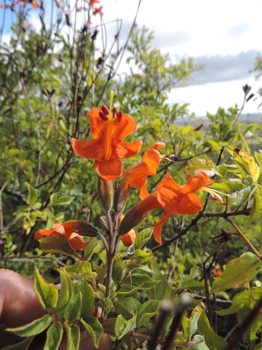 Tecomaria