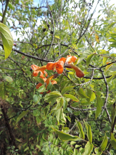 Tecomaria (alternate view 2)