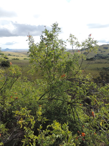 Tecomaria (alternate view 3)
