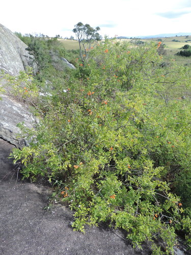 Tecomaria (alternate view 4)