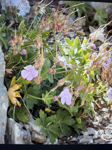 Geranium macrorrhizum (Bigroot Geranium) (alternate view 2)