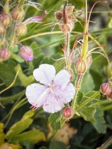 Geranium macrorrhizum (Bigroot Geranium) (alternate view 3)