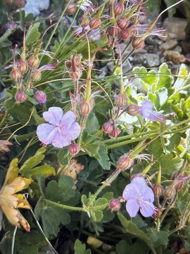 Geranium macrorrhizum (Bigroot Geranium) (alternate view 4)