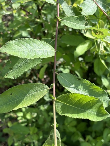 Salix cinerea (Grey Willow)