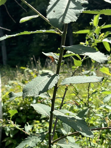 Salix cinerea (Grey Willow)