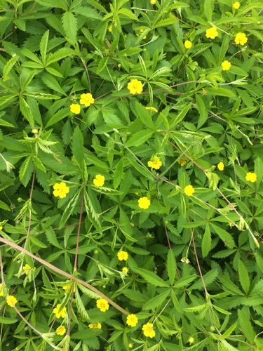 Potentilla simplex (common cinquefoil) (alternate view 7)