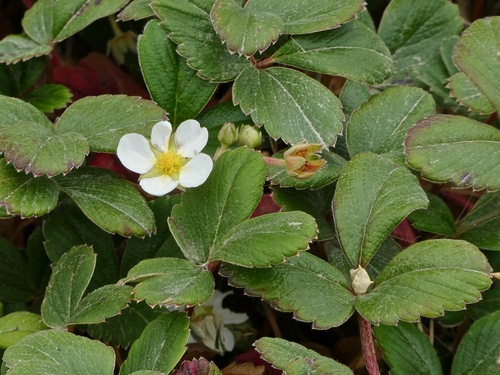 Fragaria chiloensis (Beach Strawberry) (alternate view 3)