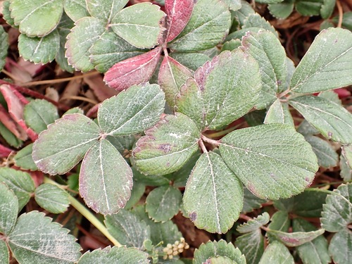 Fragaria chiloensis (Beach Strawberry) (alternate view 4)