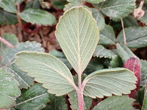 Fragaria chiloensis (Beach Strawberry) (alternate view 5)