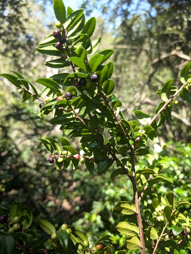 Vaccinium ovatum (evergreen huckleberry)