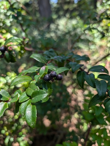 Vaccinium ovatum (evergreen huckleberry) (alternate view 2)