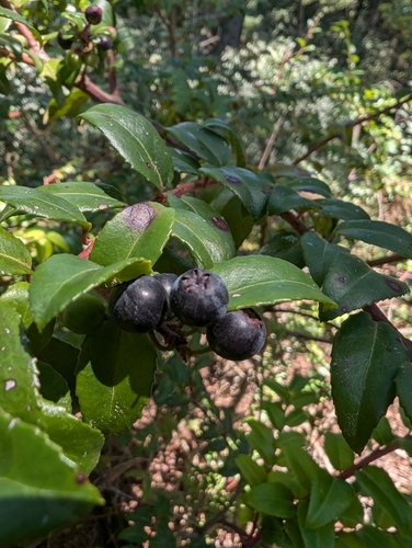 Vaccinium ovatum (evergreen huckleberry) (alternate view 3)
