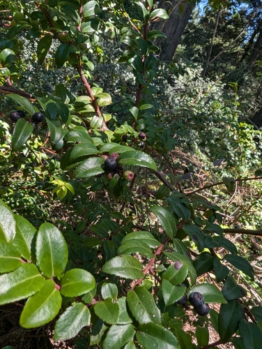 Vaccinium ovatum (evergreen huckleberry) (alternate view 4)