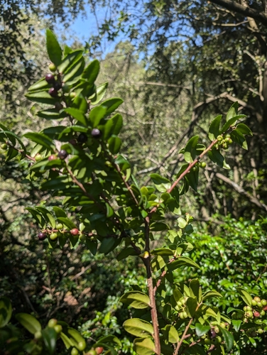 Vaccinium ovatum (evergreen huckleberry) (alternate view 5)
