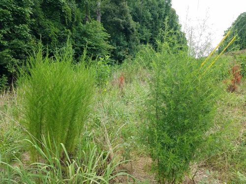 Eupatorium (bonesets) (alternate view 6)