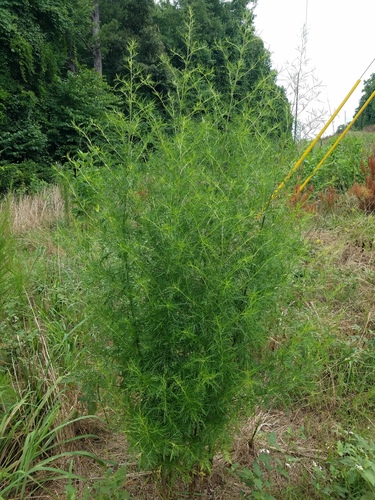 Eupatorium (bonesets) (alternate view 3)