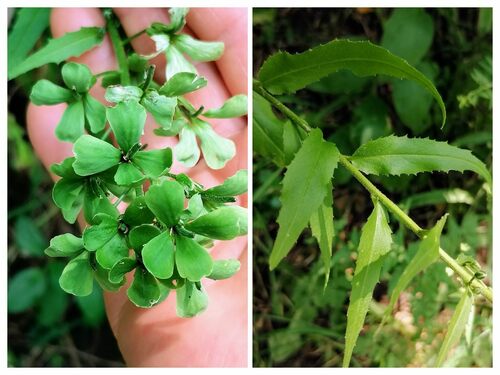 Hesperis