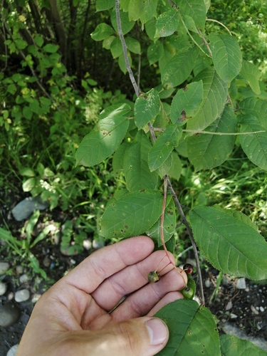 Prunus padus (bird cherry)