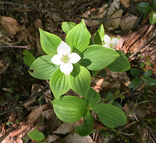 Cornus canadensis (bunchberry) (alternate view 6)