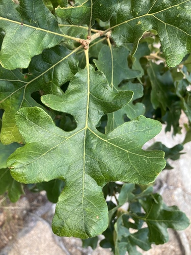 Quercus stellata (post oak)