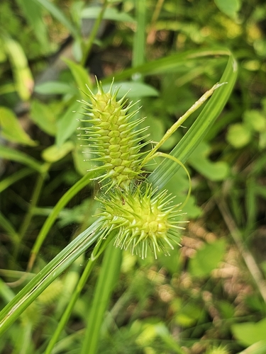 Carex lurida (sallow sedge) (alternate view 5)