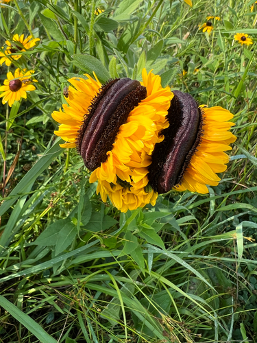 Rudbeckia hirta (large black-eyed Susan)