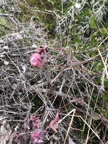 Calochortus albus (White Globe Lily) (alternate view 2)