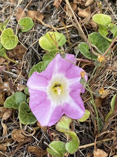 Calystegia soldanella (Sea Bindweed)