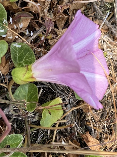 Calystegia soldanella (Sea Bindweed)
