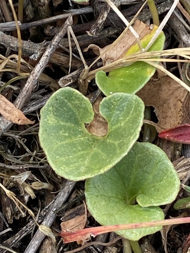 Calystegia soldanella (Sea Bindweed)