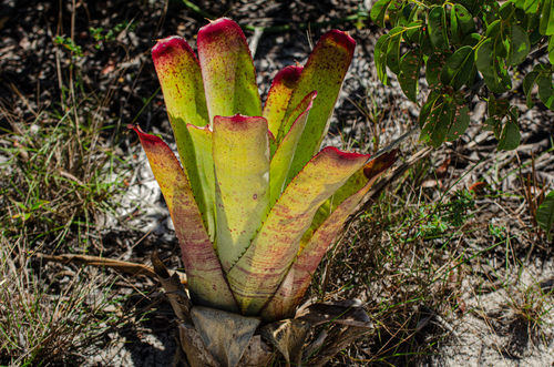 Neoregelia (alternate view 3)