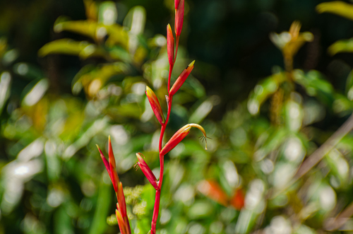 Vriesea