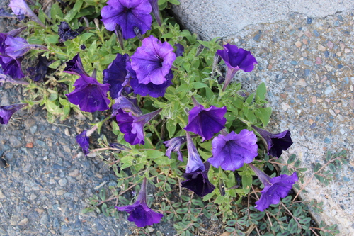Petunia × atkinsiana (garden petunia) (alternate view 8)